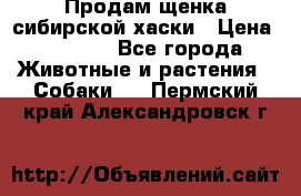 Продам щенка сибирской хаски › Цена ­ 8 000 - Все города Животные и растения » Собаки   . Пермский край,Александровск г.